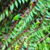 Wild Emma's Conures forage in a tree