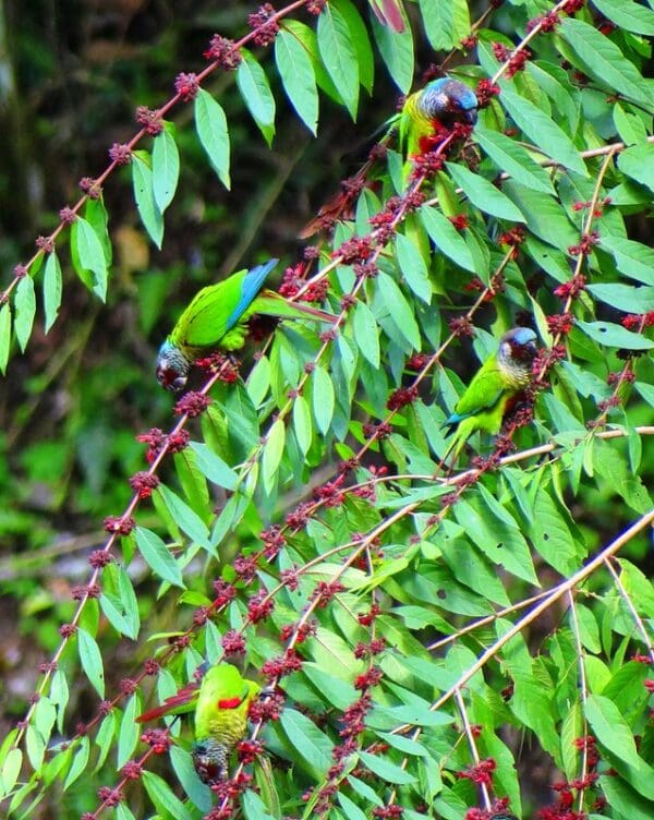 Wild Emma's Conures forage in a tree