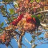 Wild Fairy Lorikeets feed on nectar and blossoms