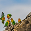 Wild Fischer's Lovebirds interact on a tree trunk