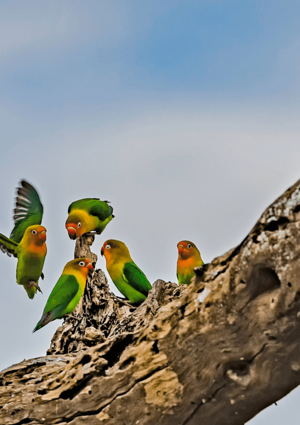 Wild Fischer's Lovebirds interact on a tree trunk