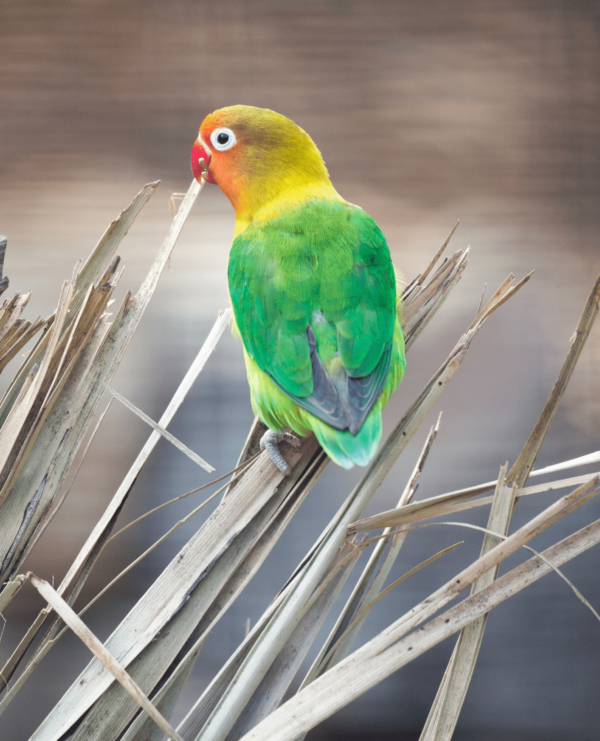 A wild Fischer's Lovebird perches on dried vegetation