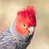 A closeup of a wild male Gang-gang Cockatoo