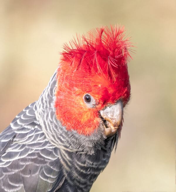 A closeup of a wild male Gang-gang Cockatoo