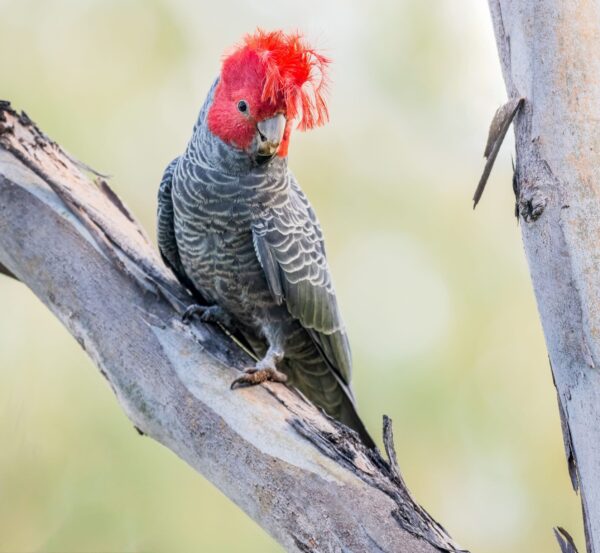 A wild male Gang-gang Cockatoo perches on a large branch