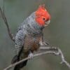 A wild male Gang-gang Cockatoo perches on one foot