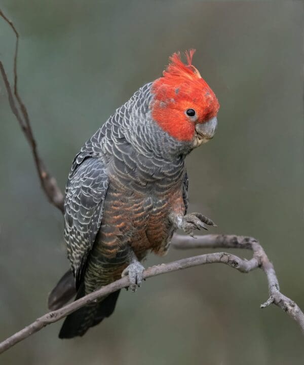 A wild male Gang-gang Cockatoo perches on one foot