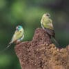 Wild Golden-shouldered Parrots perch on a termite mound