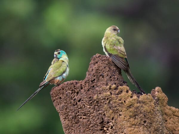 Wild Golden-shouldered Parrots perch on a termite mound