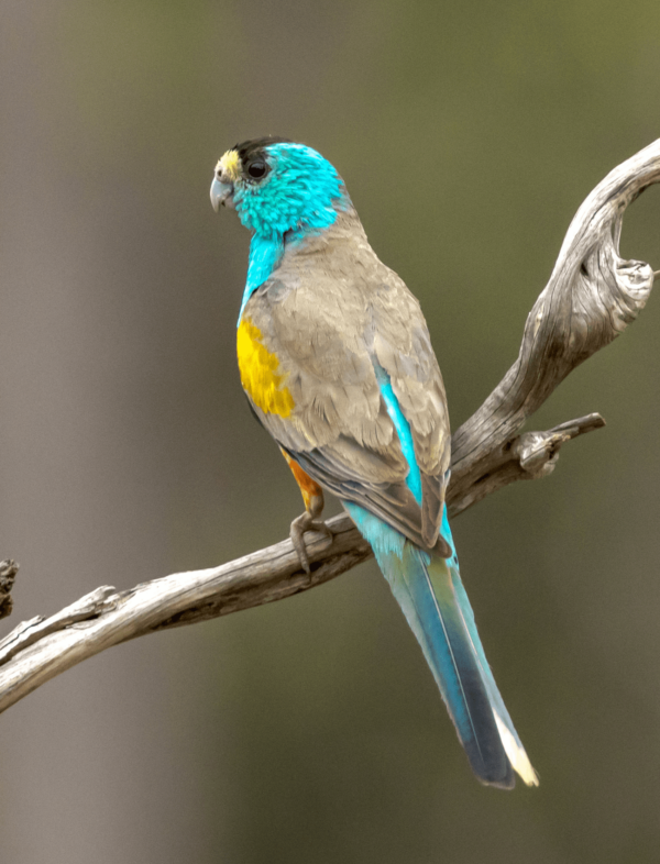A wild male Golden-shouldered Parrot perches on a branch