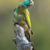 A wild male juvenile Golden-shouldered Parrot perches on a branch