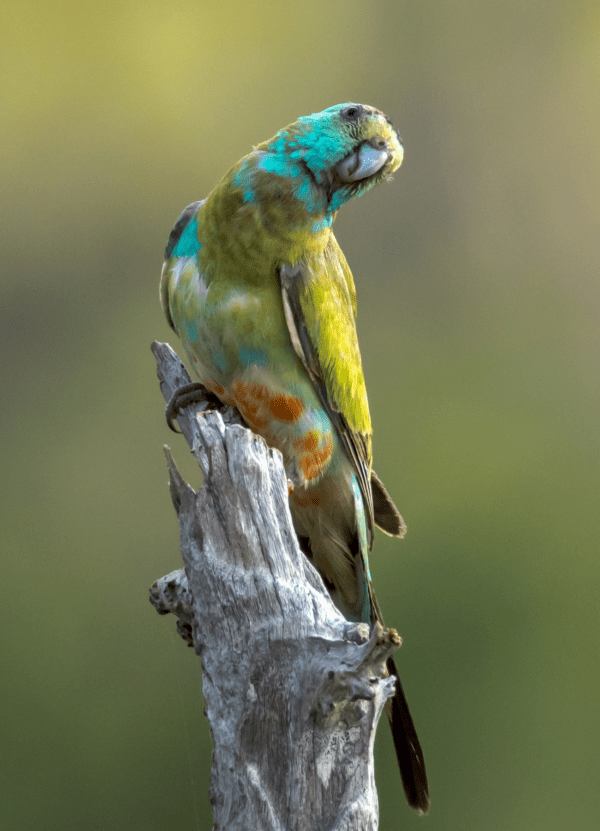A wild male juvenile Golden-shouldered Parrot perches on a branch