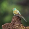A wild juvenile male Golden-shouldered Parrot perches on a termite mound