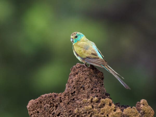 A wild juvenile male Golden-shouldered Parrot perches on a termite mound