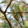 Wild juvenile Golden-shouldered Parrots perch in a tree