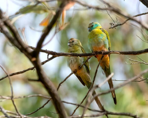 Wild juvenile Golden-shouldered Parrots perch in a tree