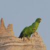 Wild Green Conures perch on a broken tree