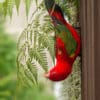 A Chattering Lory nibbles on a fern