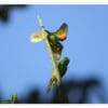 Wild Hispaniolan Conures interact