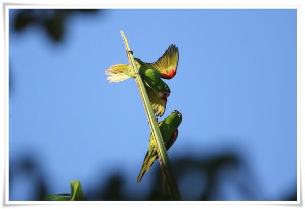 Wild Hispaniolan Conures interact