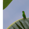 A wild Maroon-rumped Hanging Parrot perches on a palm