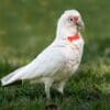 A wild Slender-billed Corella forages on the ground