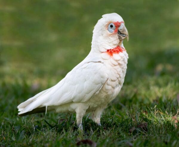 A wild Slender-billed Corella forages on the ground