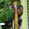 Wild Madeira Conures climb a palm stem