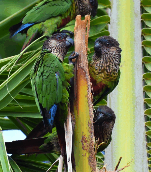 Wild Madeira Conures climb a palm stem