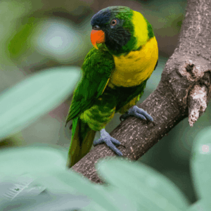 A wild Marigold Lorikeet perches on a limb