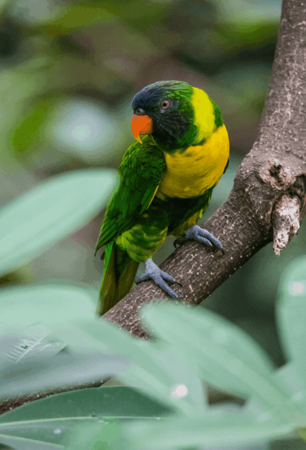 A wild Marigold Lorikeet perches on a limb