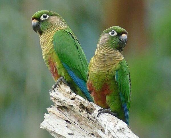 Wild Maroon-bellied Conures perch on a limb