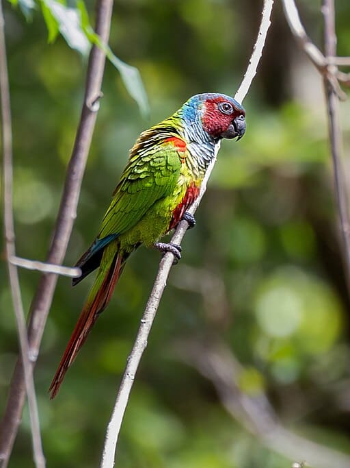 A wild Maroon-faced Conure perches on a twig