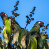 Wild White-eared Conures feed in a tree