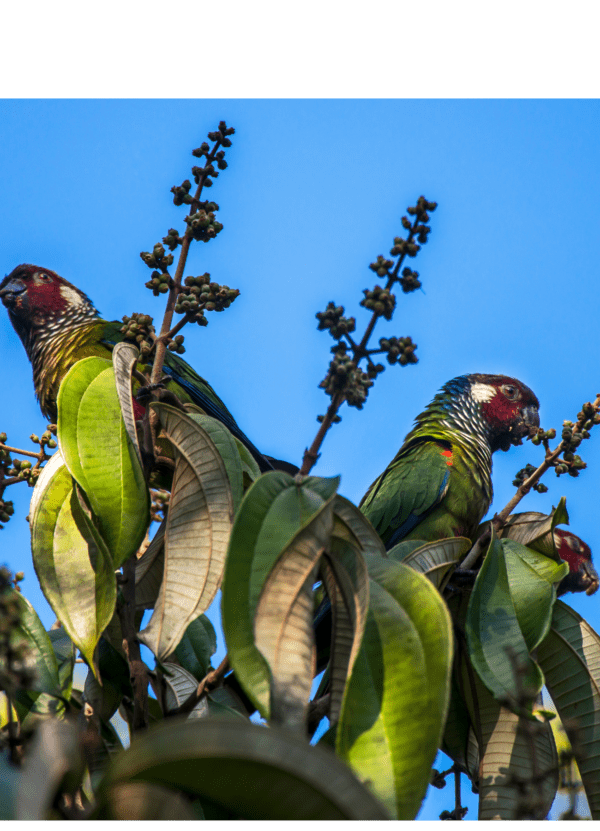 Wild White-eared Conures feed in a tree