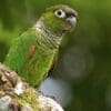 A wild Maroon-tailed Conure perches on a limb