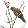A wild Maroon-tailed Conure perches on a twig