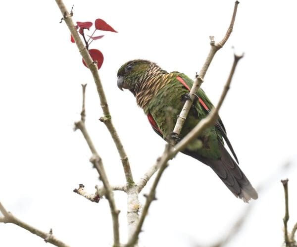 A wild Maroon-tailed Conure perches on a twig