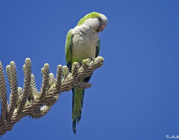 A wild Monk Parakeet perches in a tree