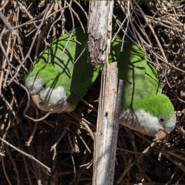 Wild Monk Parakeets at a nest site