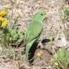 A wild female Mountain Parakeet feeds on dandelions