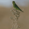 A wild Mountain Parakeet perches on a bush
