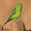 A wild Mountain Parakeet perches on a rock
