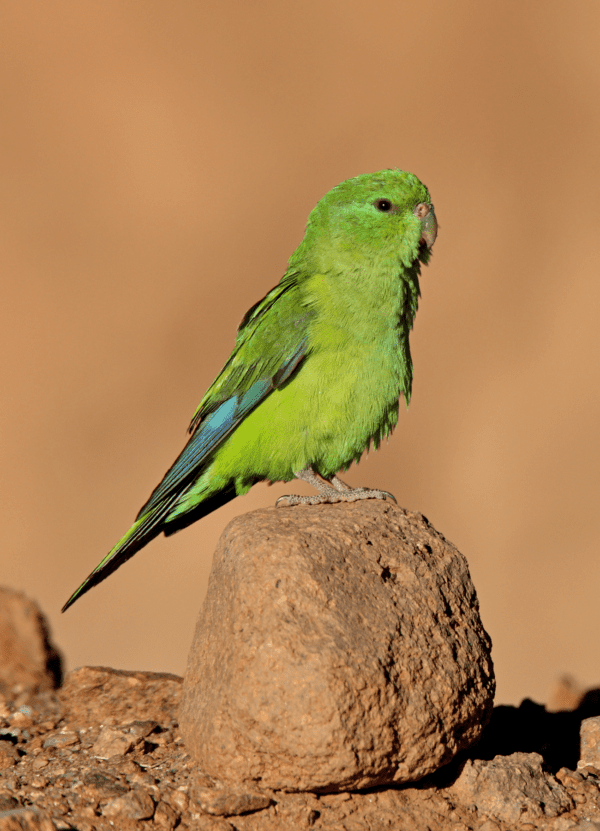A wild Mountain Parakeet perches on a rock