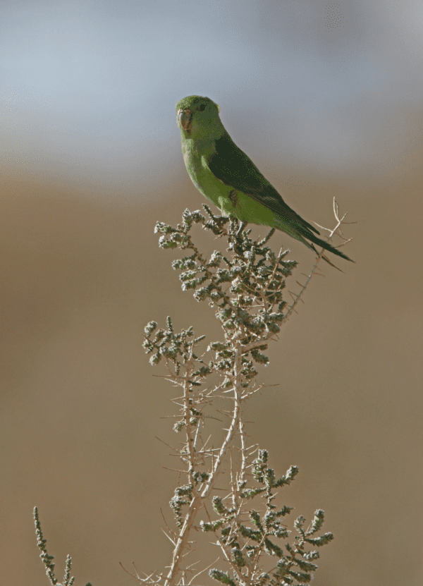 A wild Mountain Parakeet perches on a bush