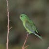A wild female Mountain Parakeet perches on a twig