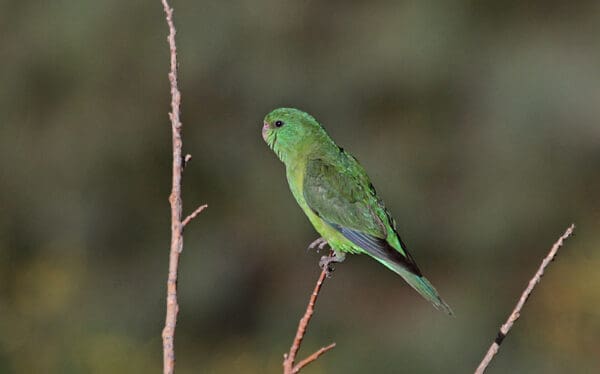 A wild female Mountain Parakeet perches on a twig