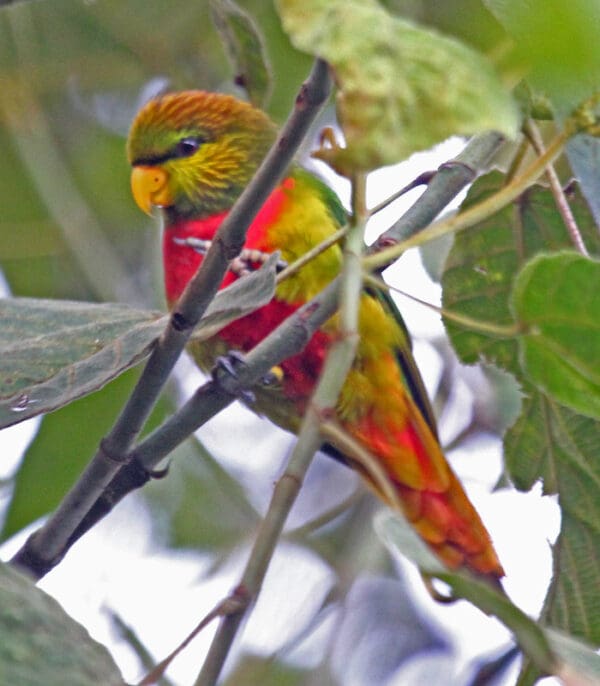 A wild Musschenbroek's Lorikeet perches in a tree