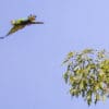 A wild Blue-winged Macaw takes off from a tree