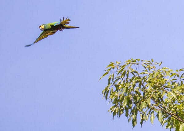 A wild Blue-winged Macaw takes off from a tree